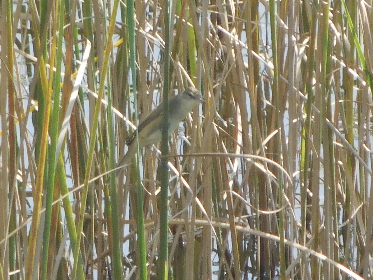 Lezkari zalapartaria - ML645153343