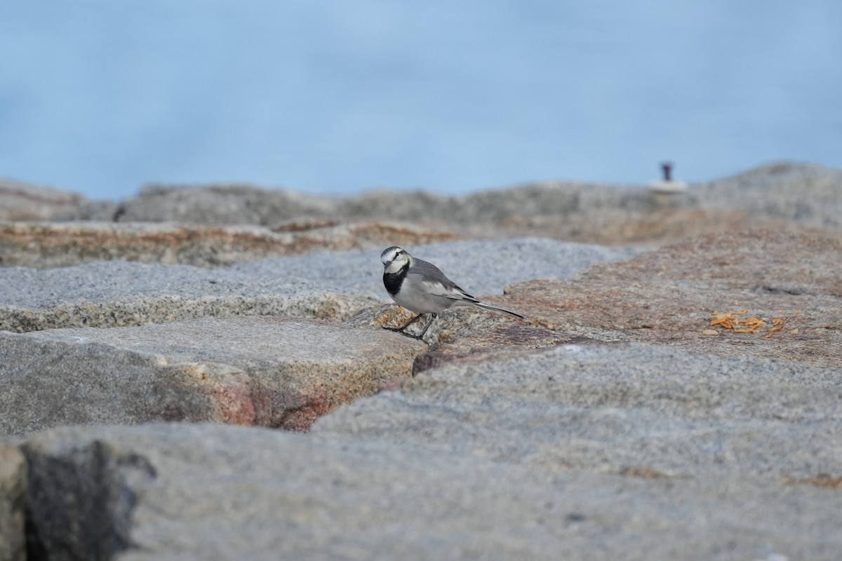 White Wagtail - ML645153344