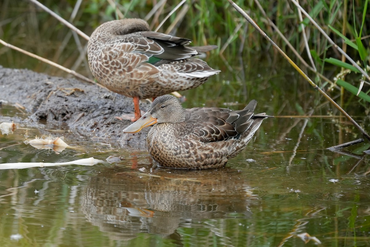 Northern Shoveler - ML645153361