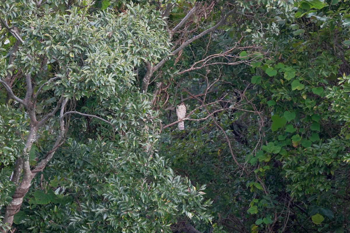 Eurasian Sparrowhawk - ML645153363