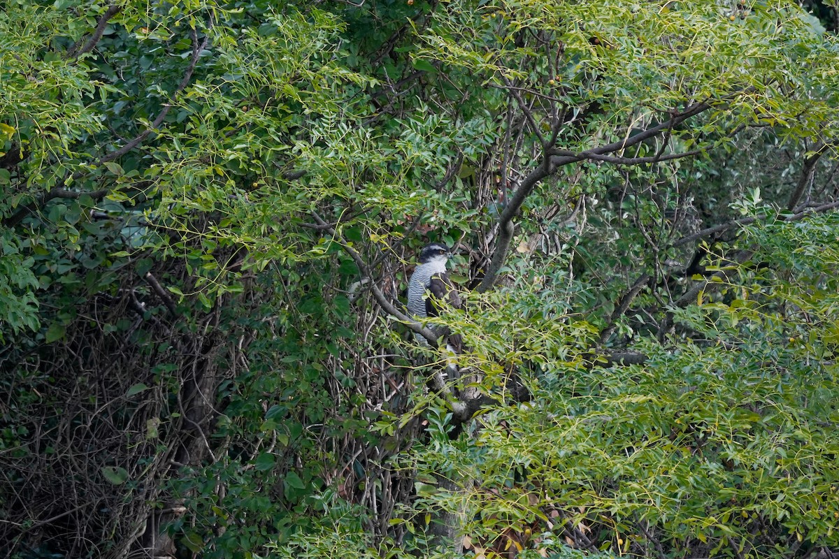 Eurasian Goshawk - ML645153364