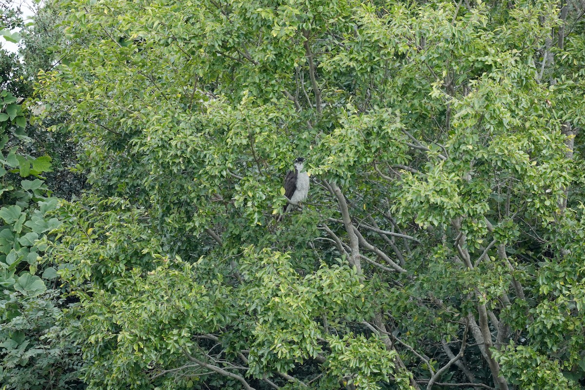 Eurasian Goshawk - ML645153365