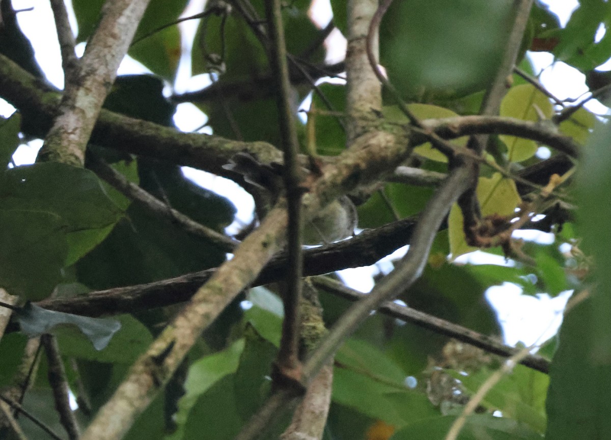 Mountain Thornbill - ML645153367