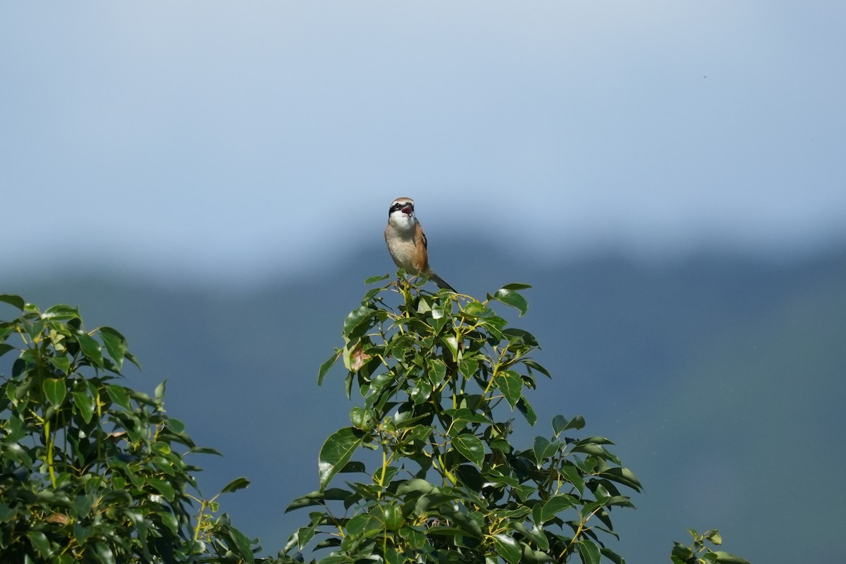 Bull-headed Shrike - ML645153379