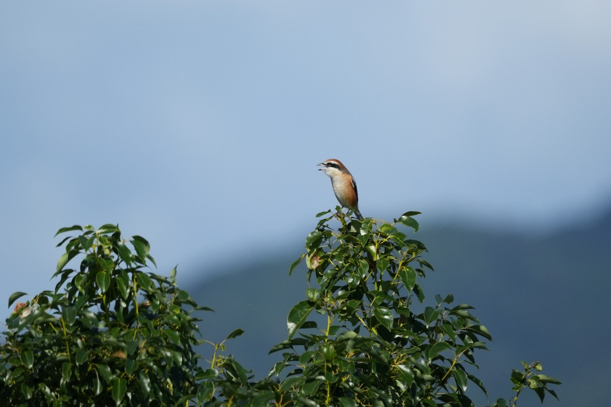 Bull-headed Shrike - ML645153380