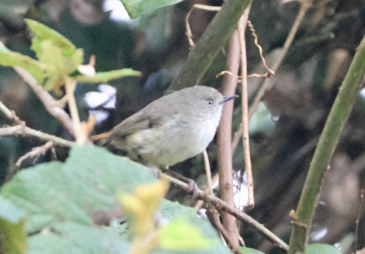 Mountain Thornbill - ML645153421