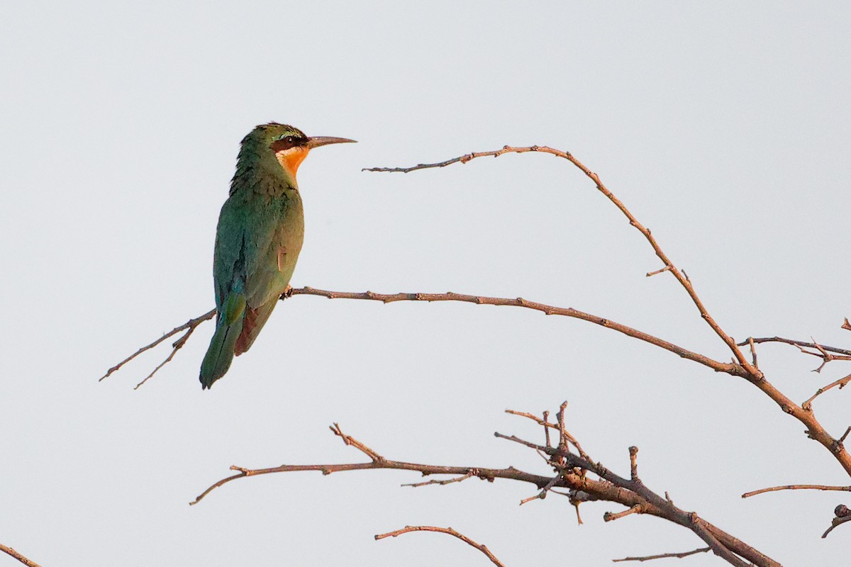 Blue-cheeked Bee-eater - ML645153422