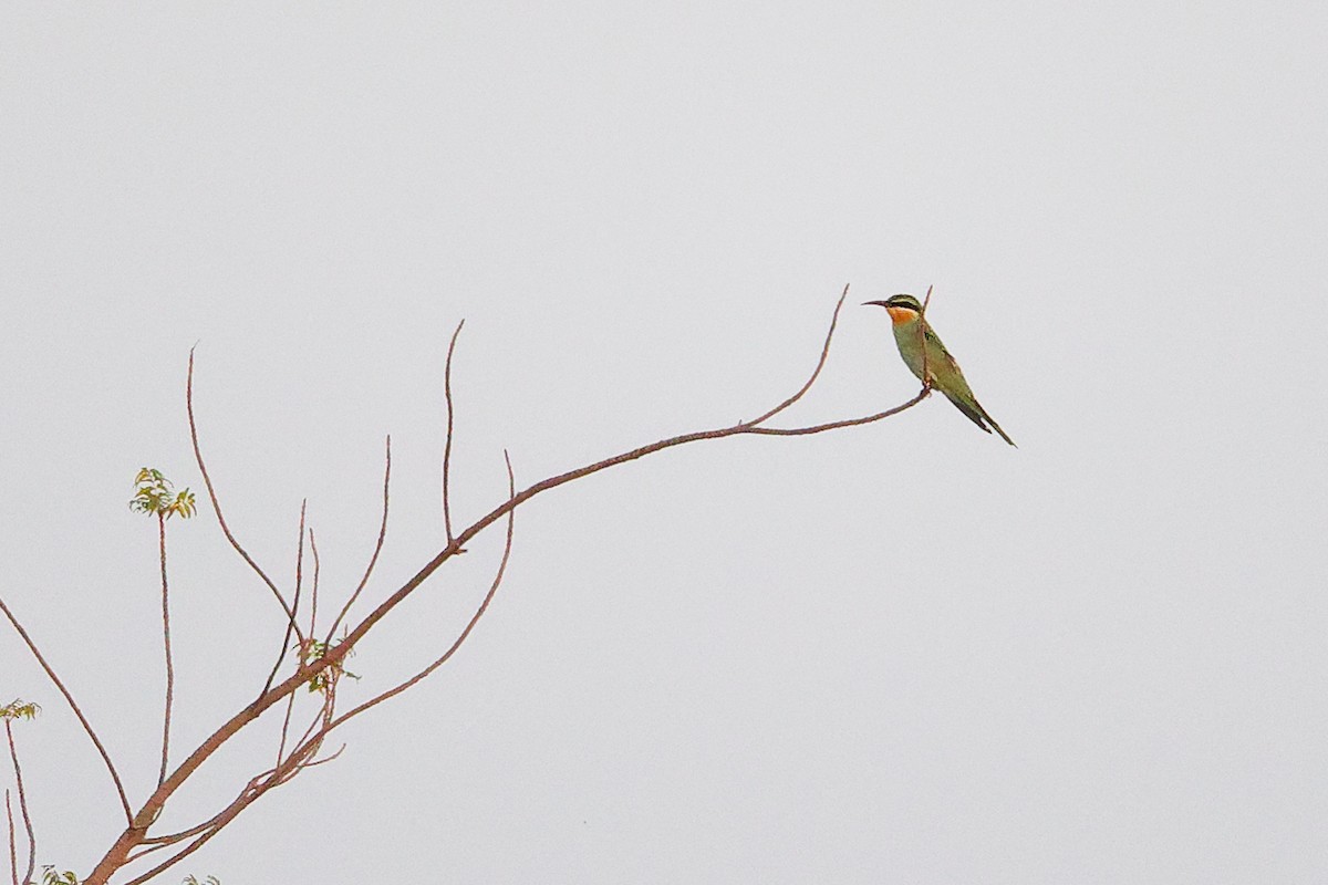 Blue-cheeked Bee-eater - ML645153423