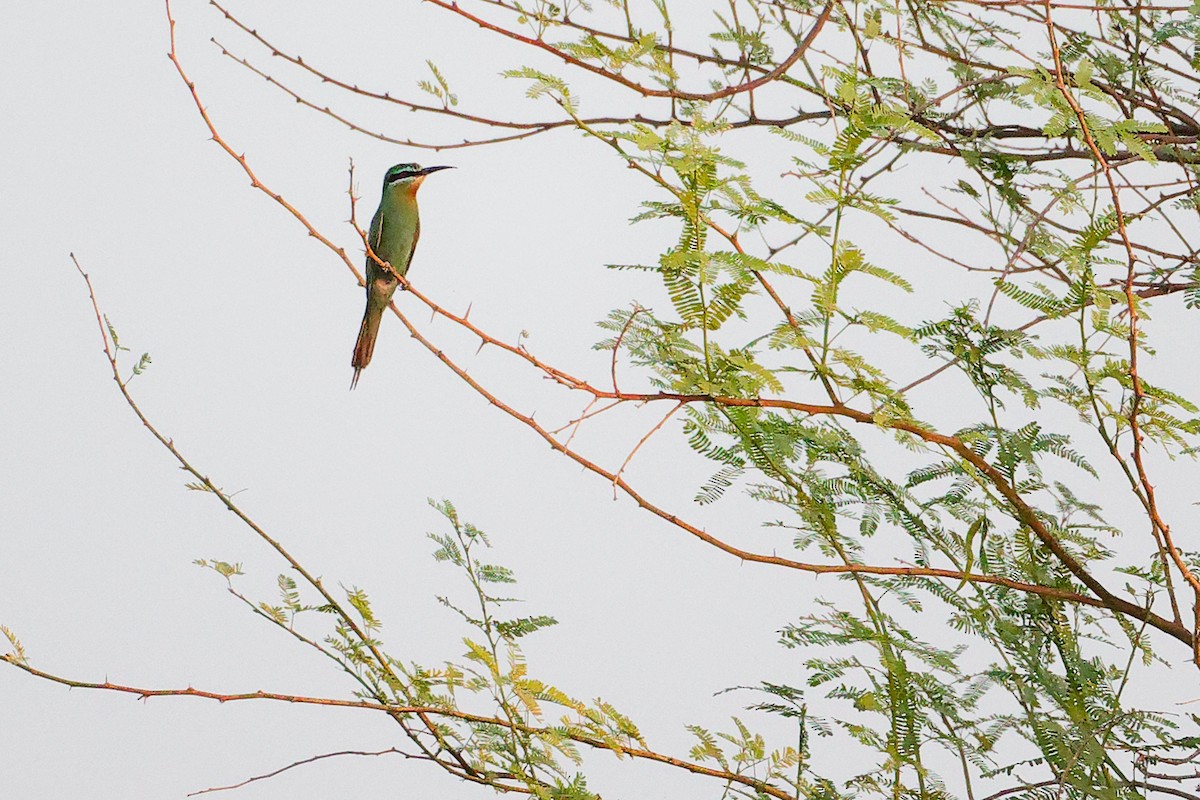 Blue-cheeked Bee-eater - ML645153427