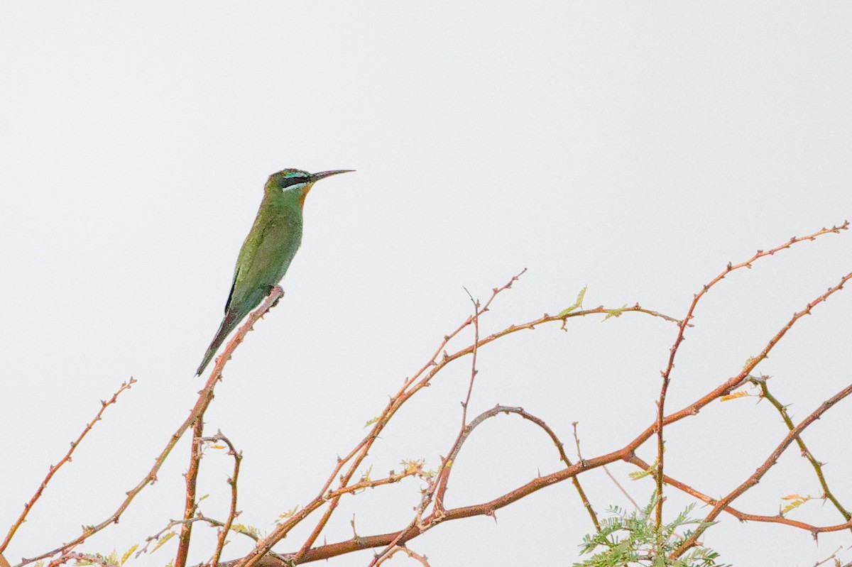 Blue-cheeked Bee-eater - ML645153434