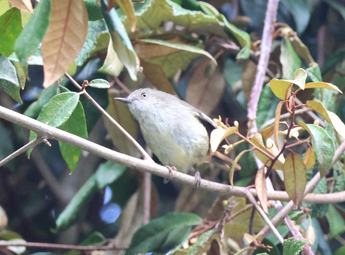 Mountain Thornbill - ML645153435
