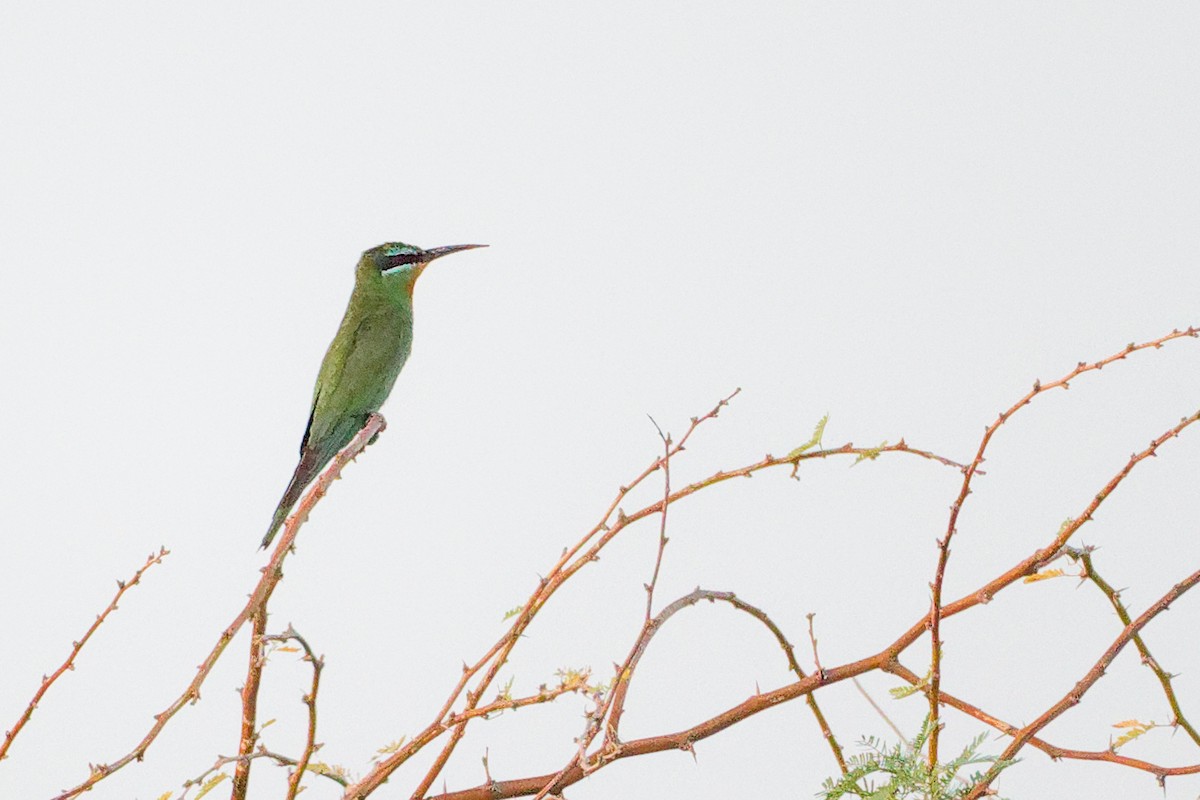 Blue-cheeked Bee-eater - ML645153437