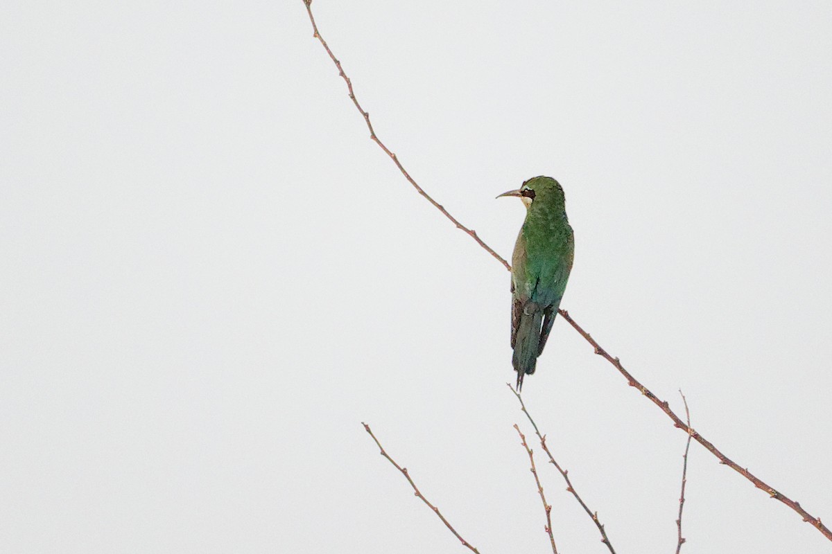 Blue-cheeked Bee-eater - ML645153439
