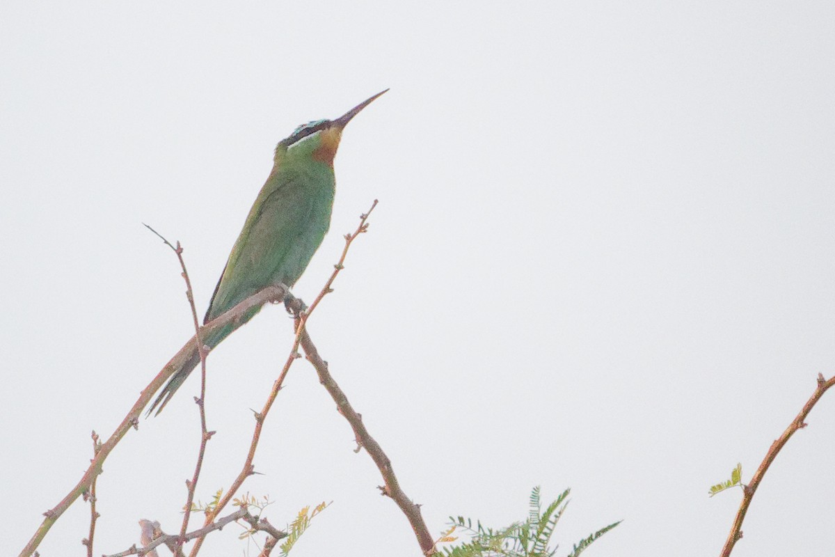 Blue-cheeked Bee-eater - ML645153440