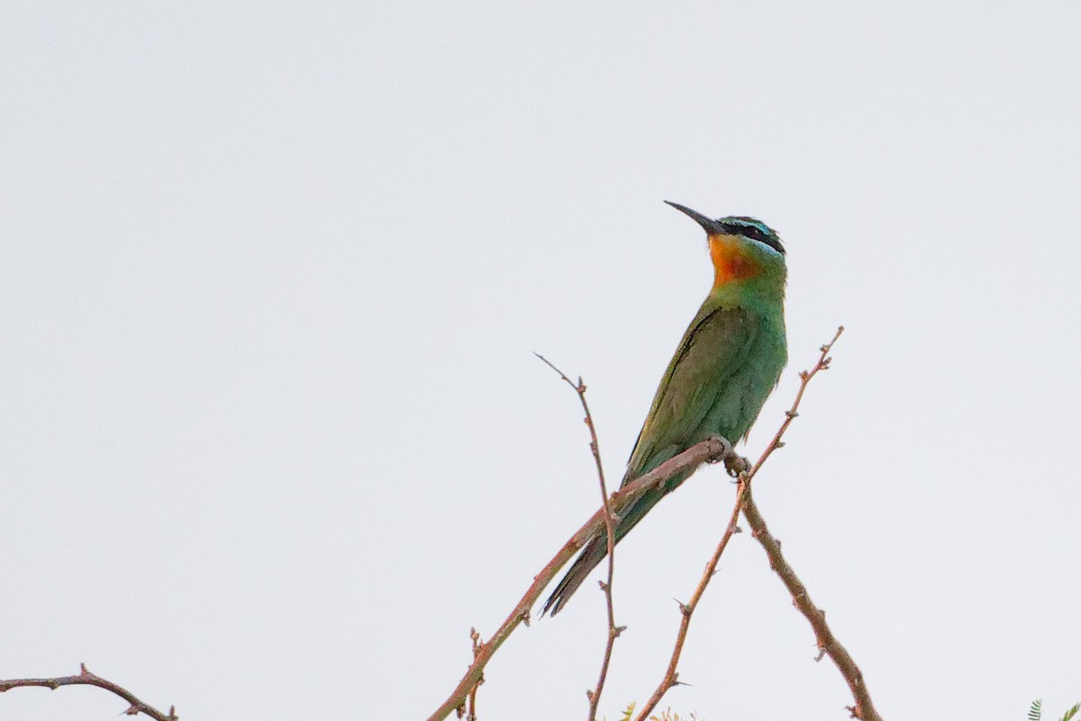 Blue-cheeked Bee-eater - ML645153442