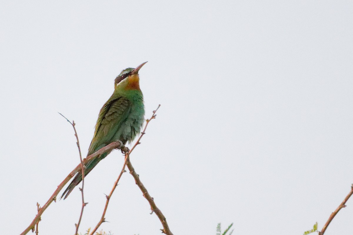 Blue-cheeked Bee-eater - ML645153450