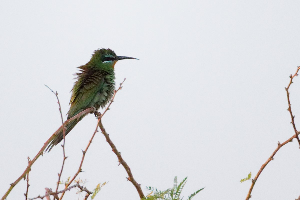 Blue-cheeked Bee-eater - ML645153451