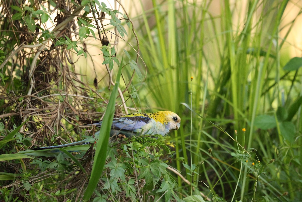 Pale-headed Rosella - ML645153456
