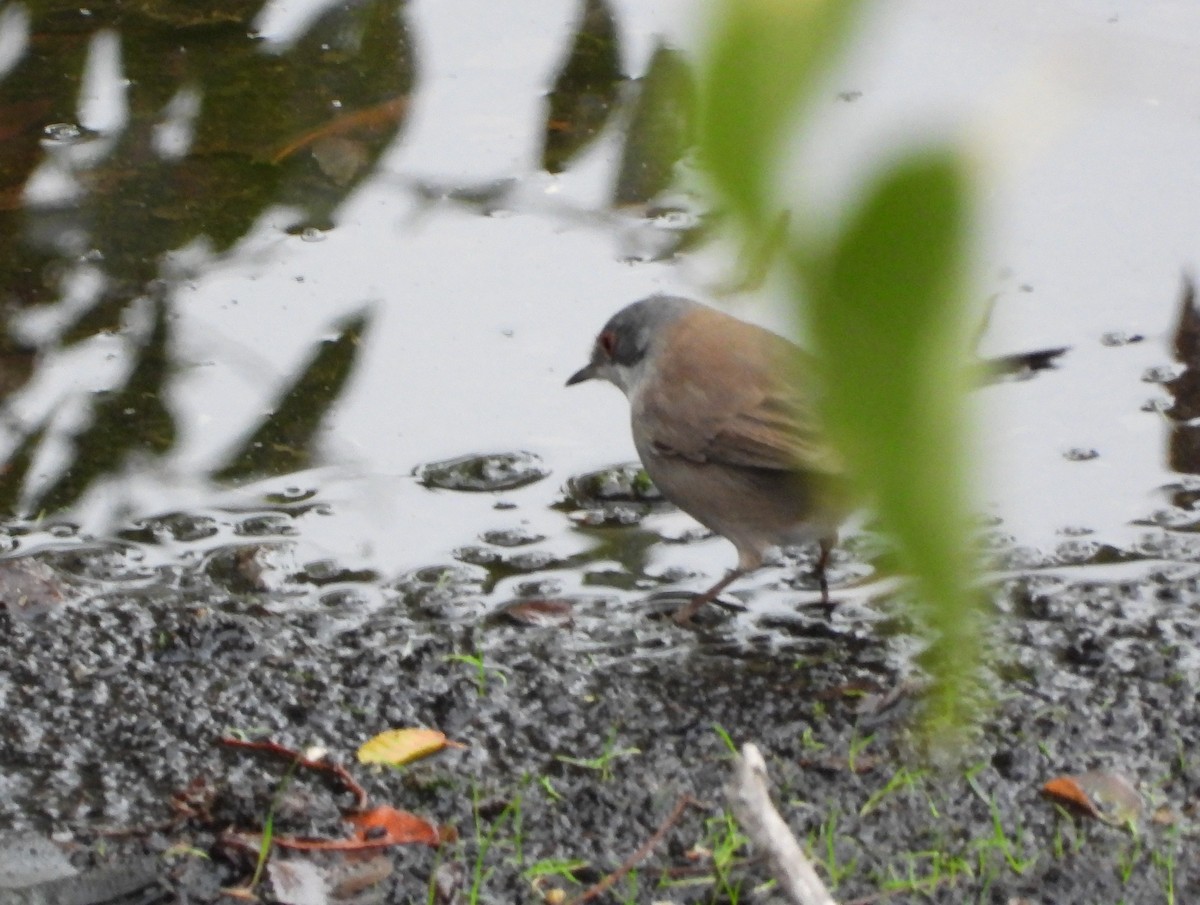 Sardinian Warbler - ML645153457