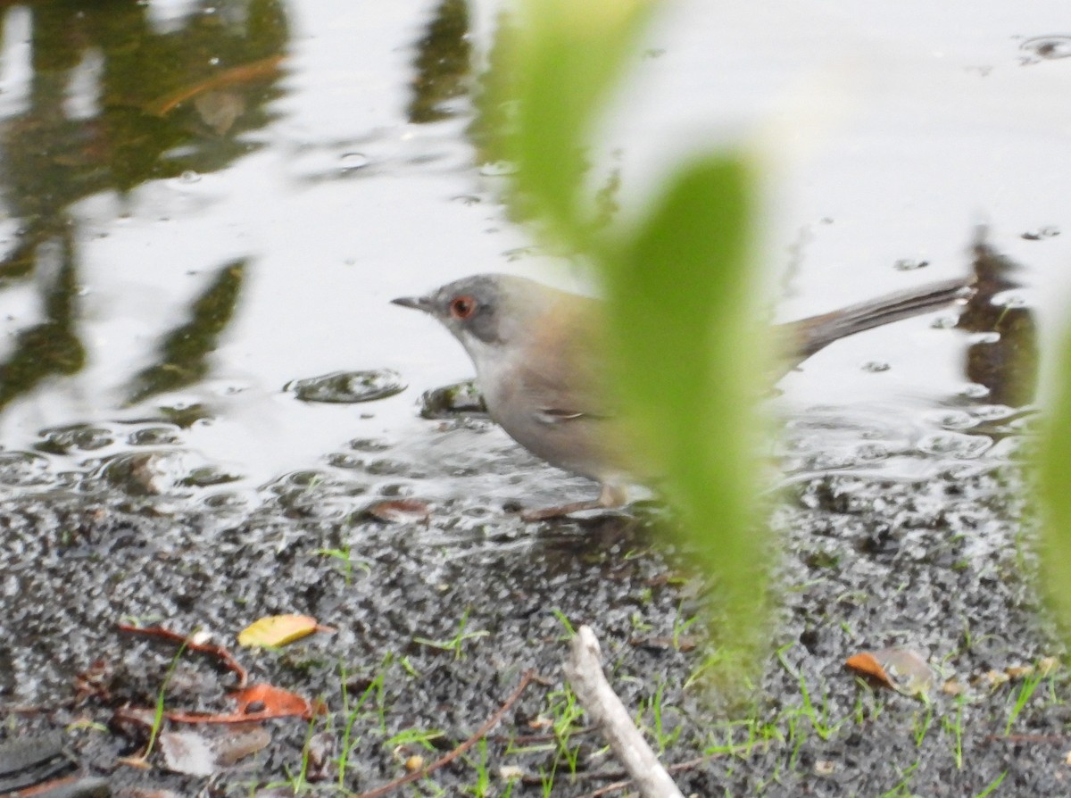 Sardinian Warbler - ML645153458