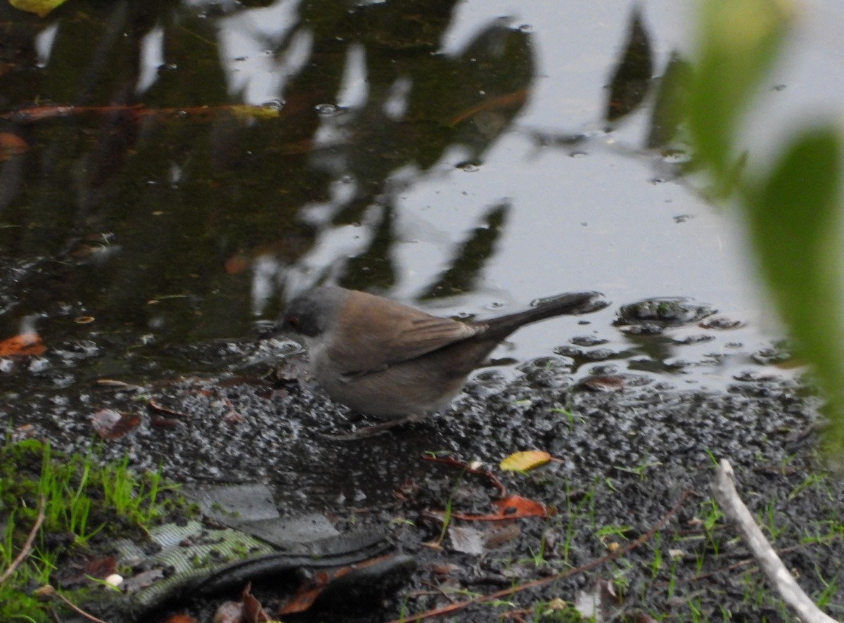 Sardinian Warbler - ML645153459