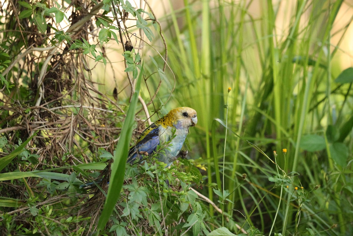 Pale-headed Rosella - ML645153462