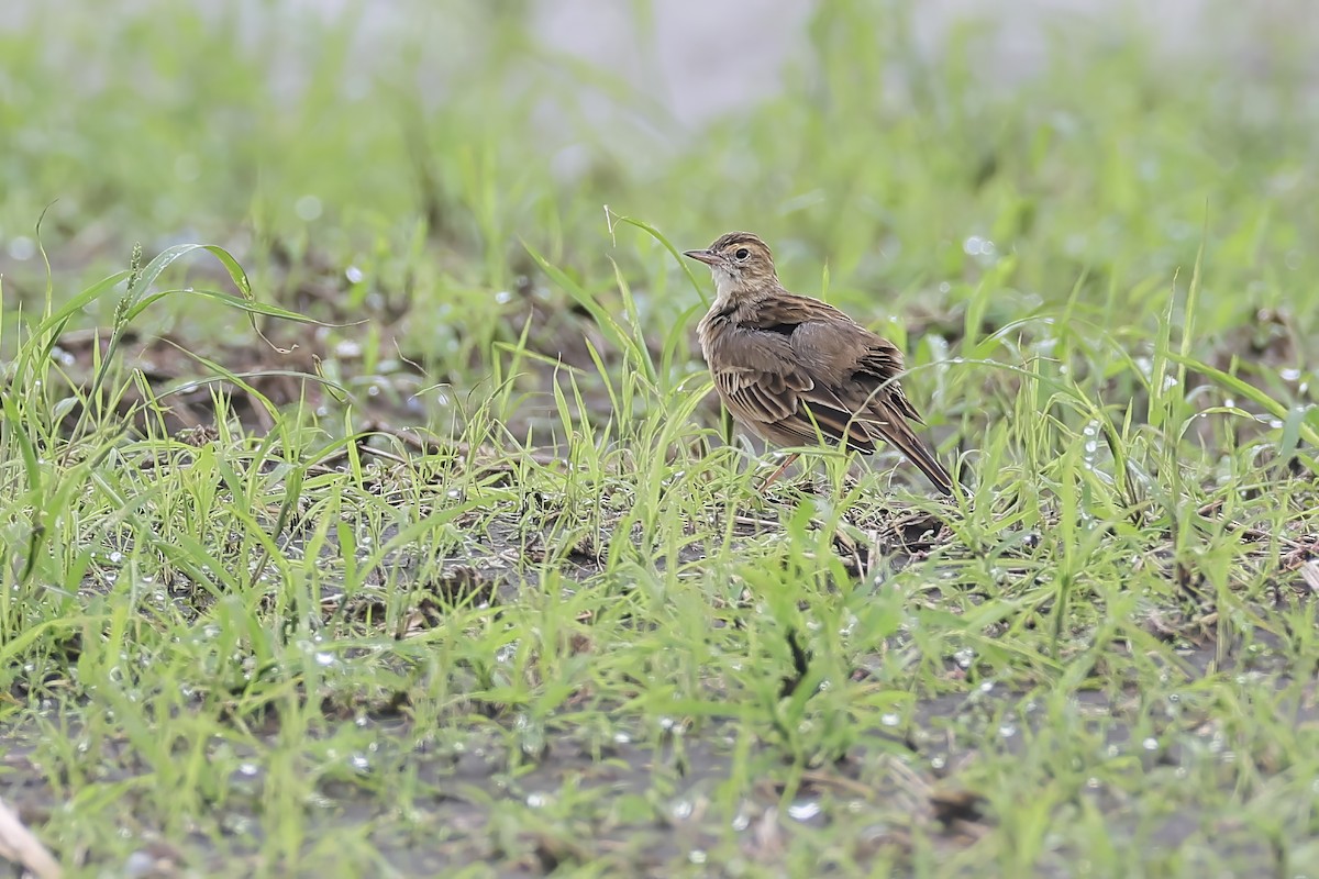 Bisbita de Richard - ML645153477