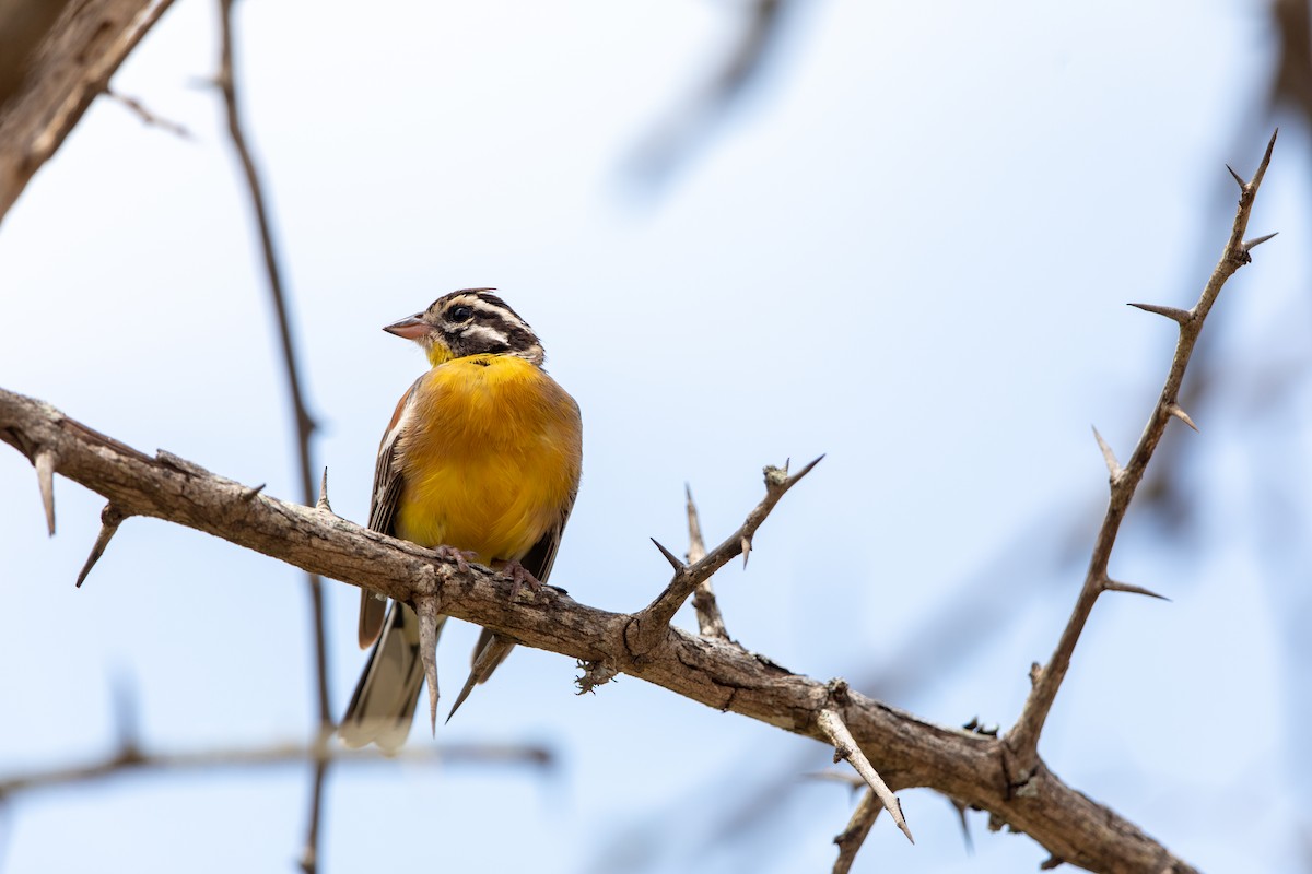 Golden-breasted Bunting - ML645153479
