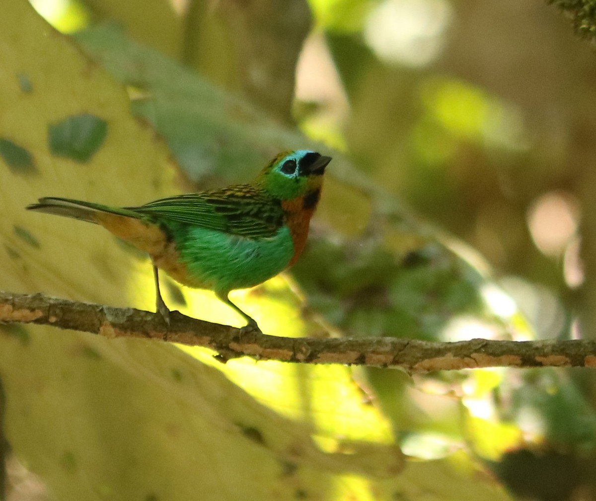 Brassy-breasted Tanager - ML645153518