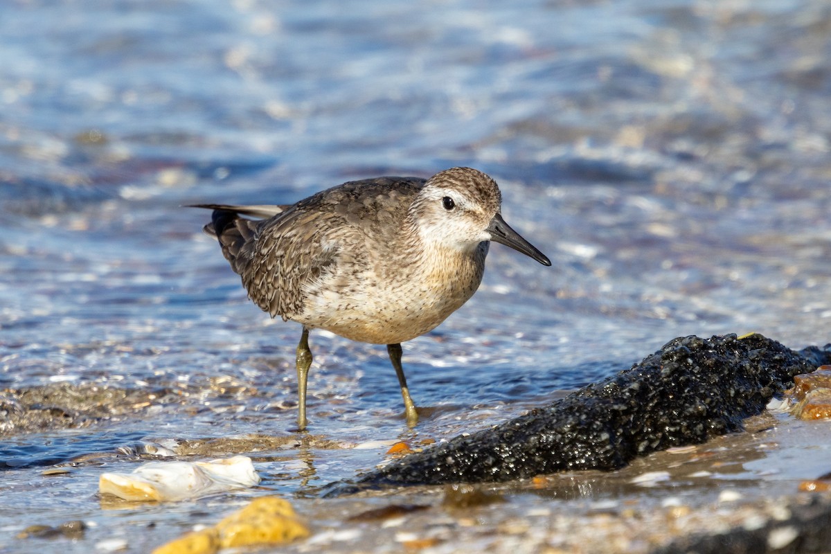 חופית להקנית - ML645153532