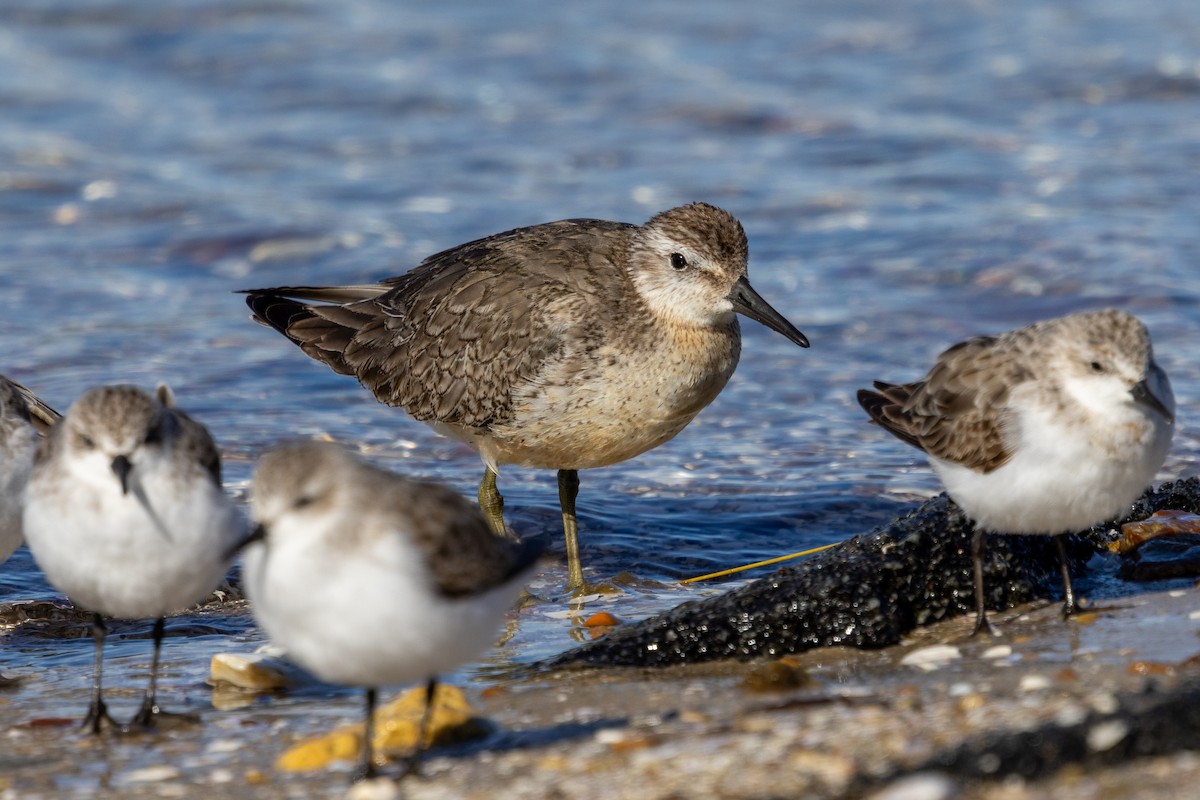 חופית להקנית - ML645153533