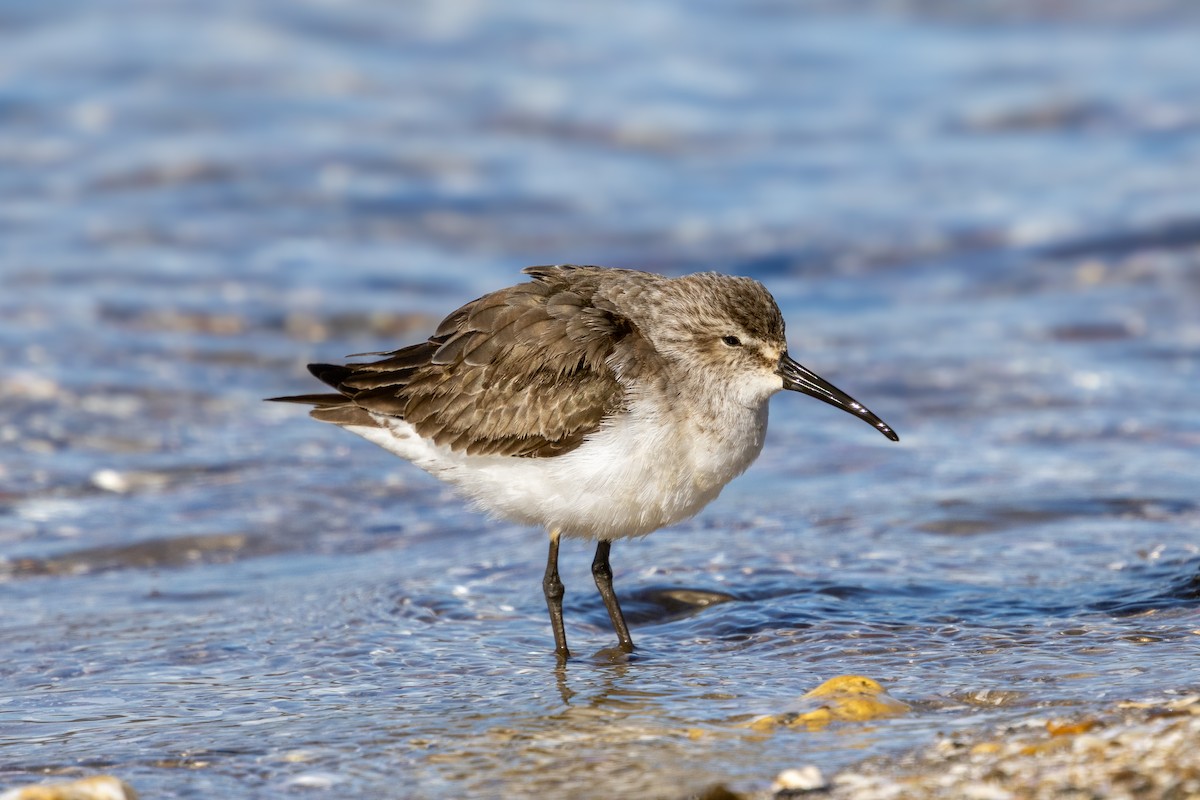 Curlew Sandpiper - ML645153535