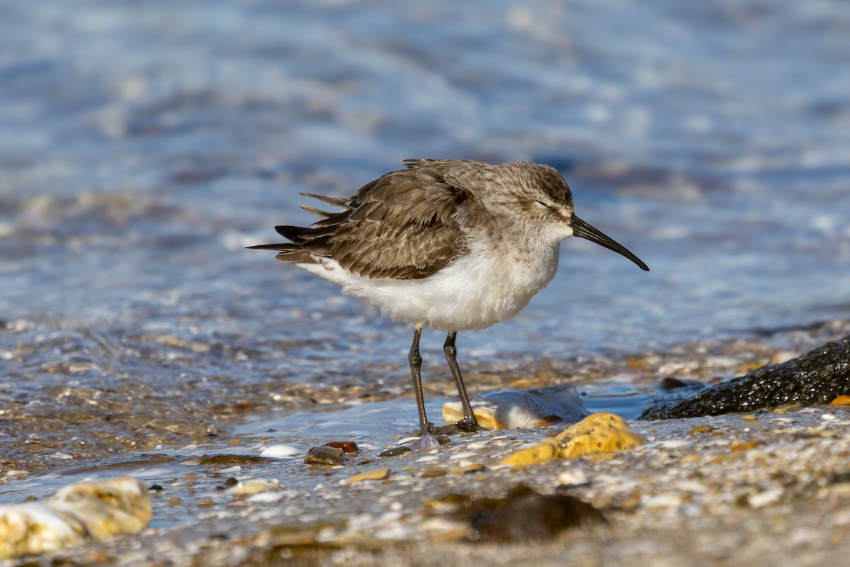 Curlew Sandpiper - ML645153536
