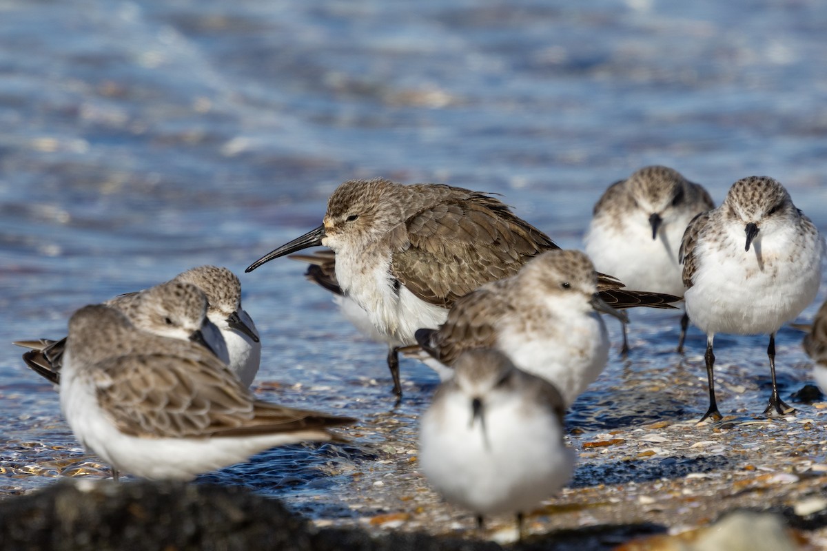 Curlew Sandpiper - ML645153539