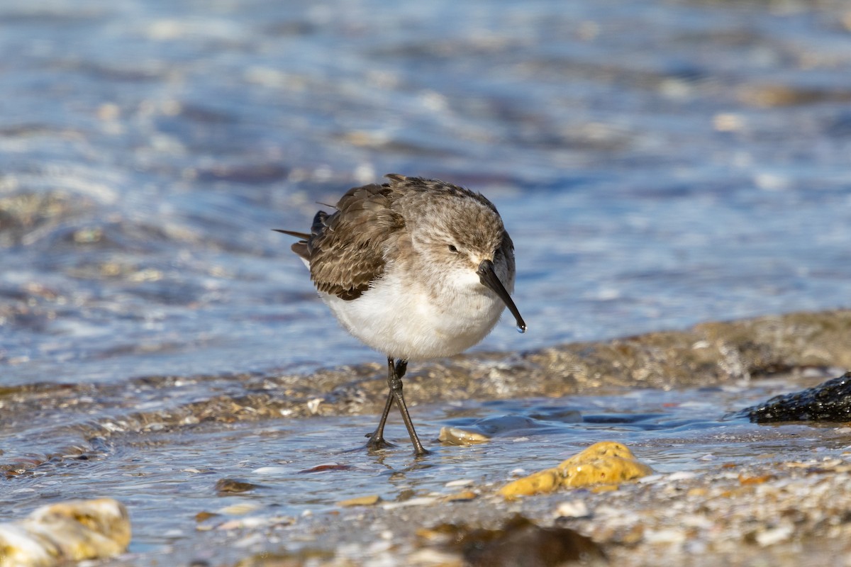 Curlew Sandpiper - ML645153540