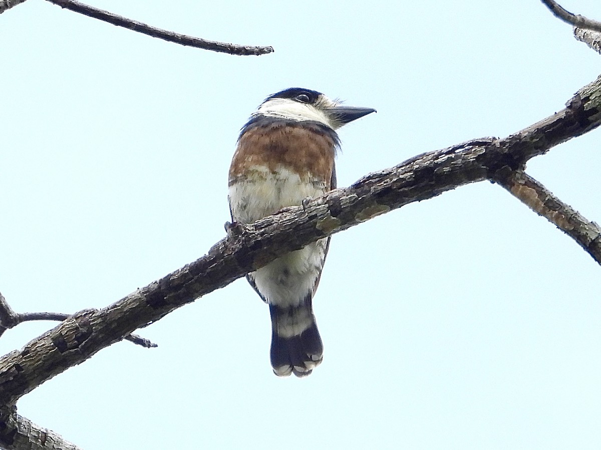 Brown-banded Puffbird - ML645153560