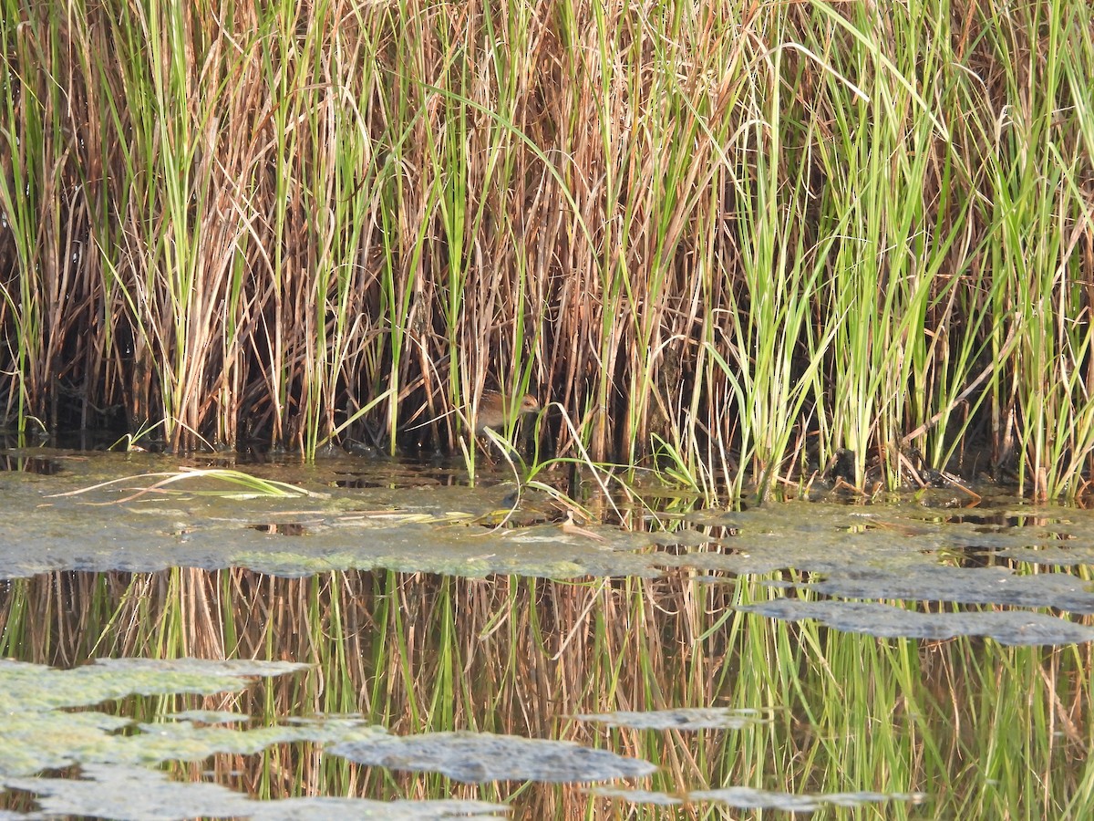 Baillon's Crake - ML645153564