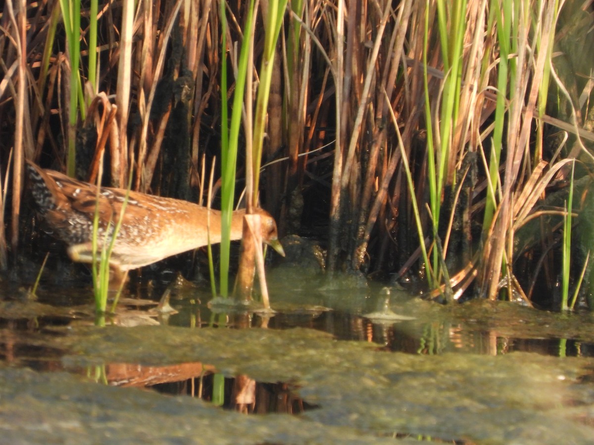 Baillon's Crake - ML645153565