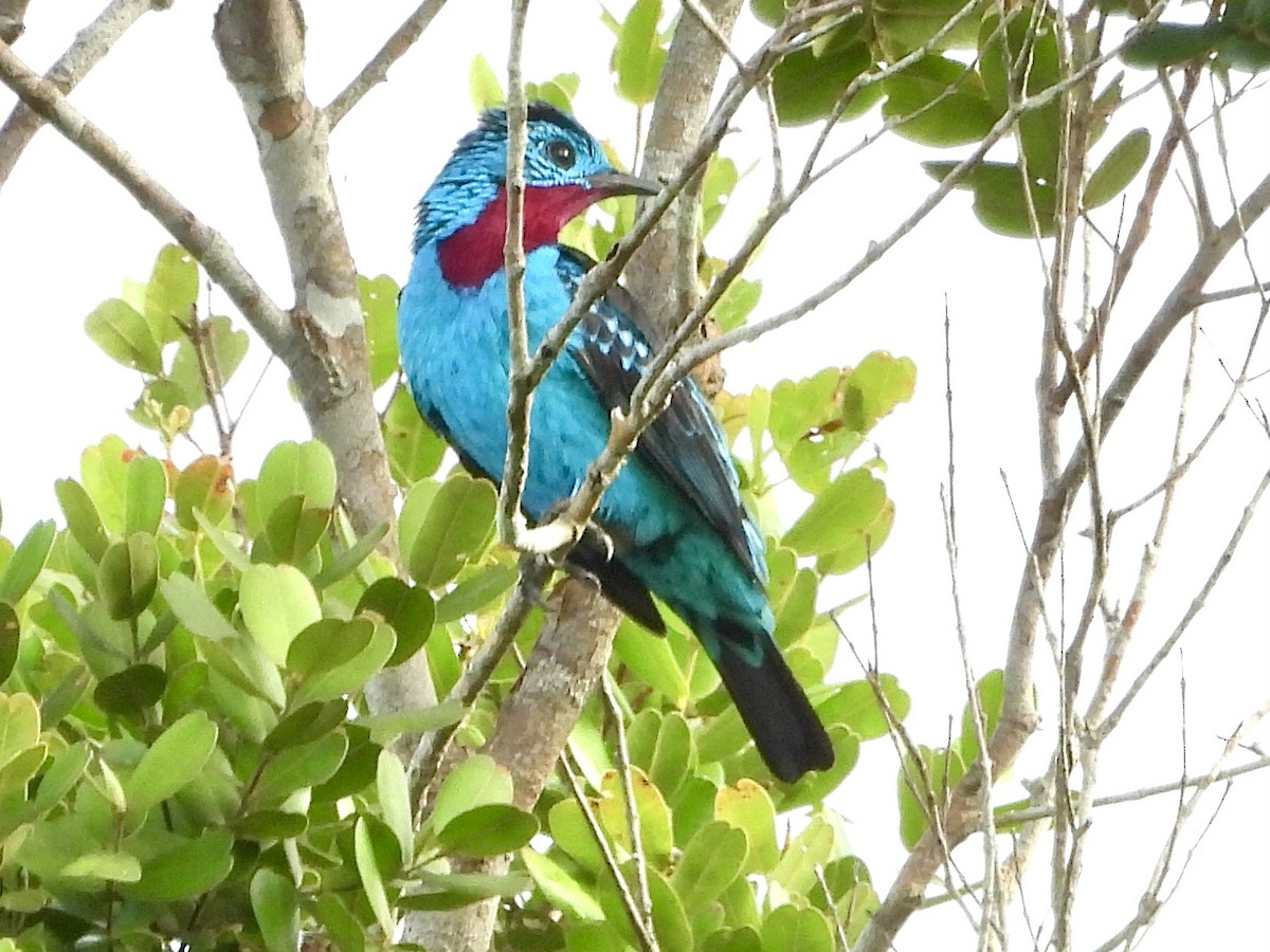 Spangled Cotinga - ML645153571