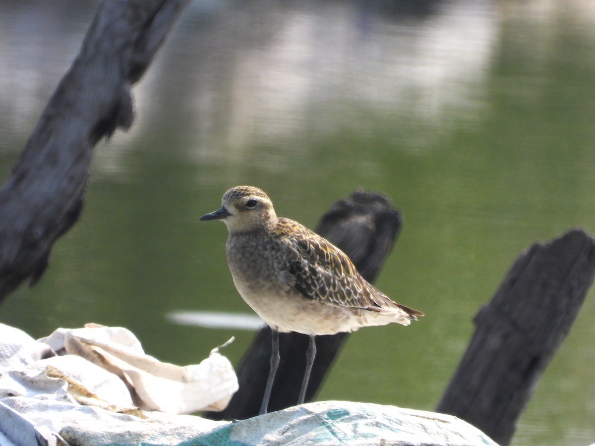 Chorlito Gris - ML645153572