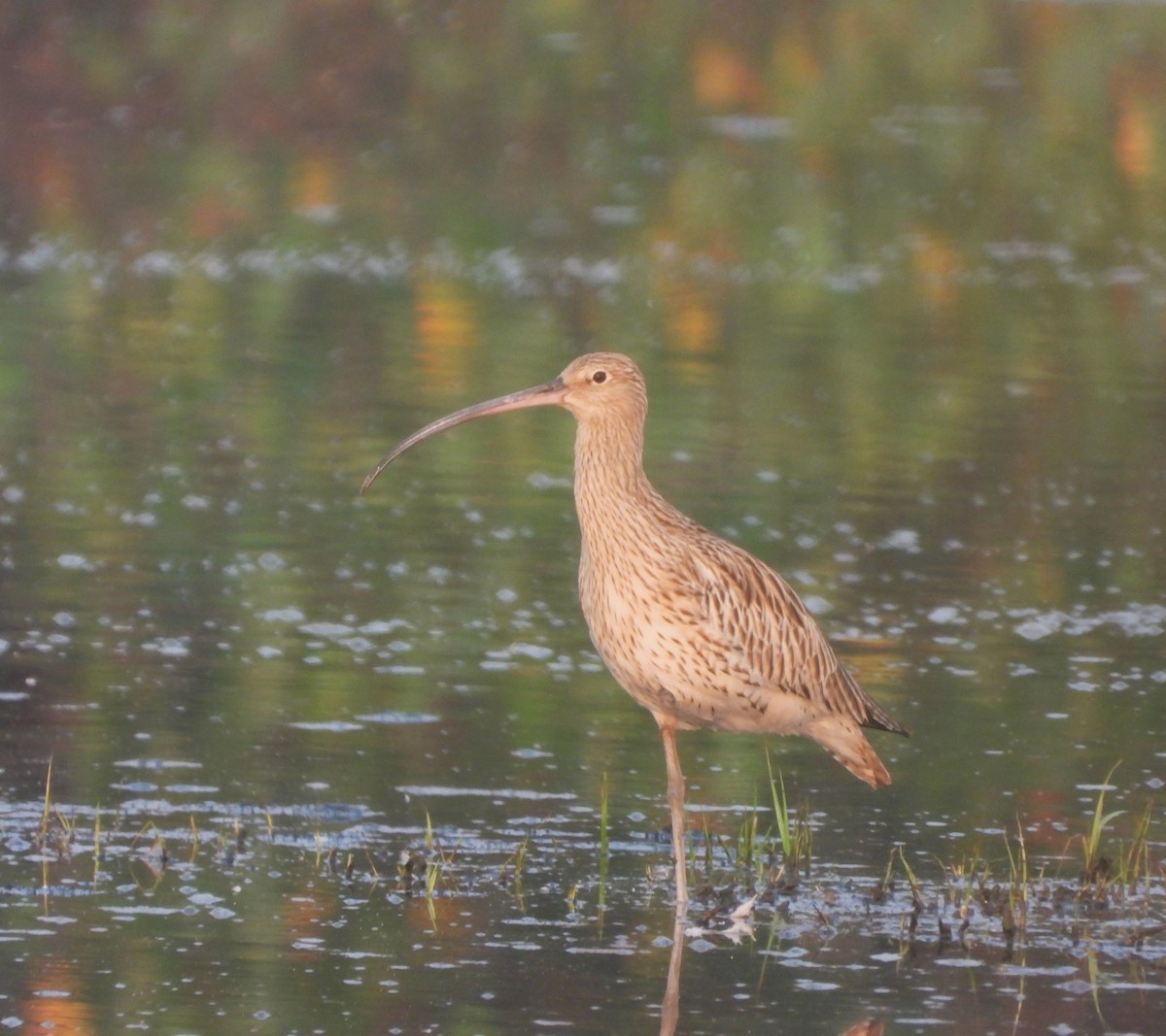 Eurasian Curlew - ML645153575