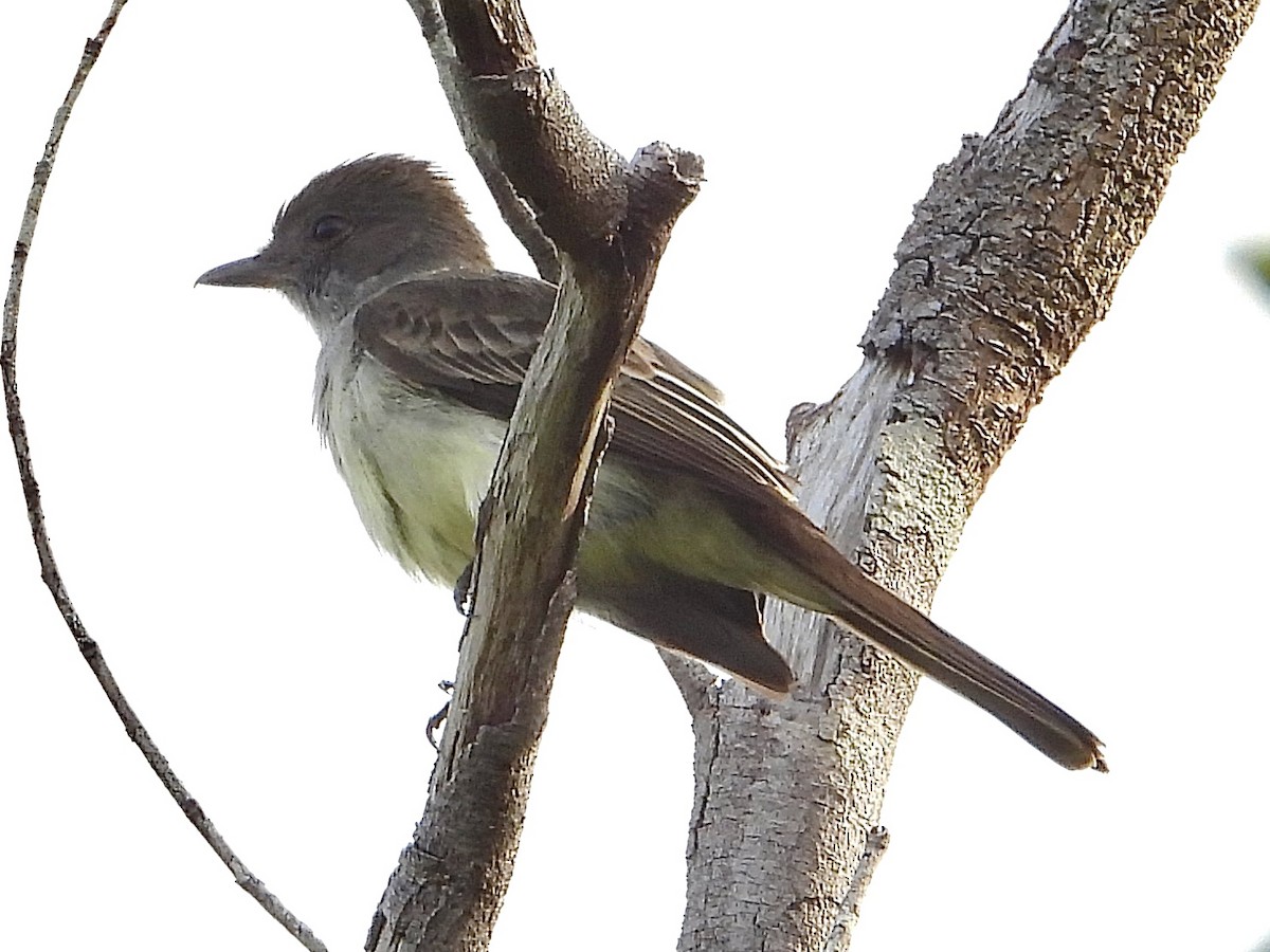 Pale-bellied Mourner - ML645153579