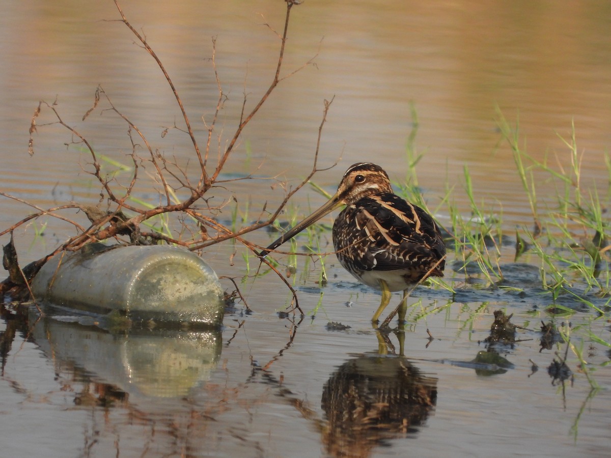 Common Snipe - ML645153584