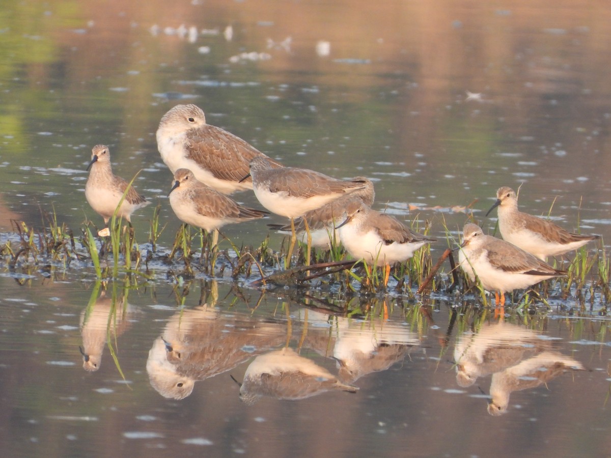 tereksnipe - ML645153587