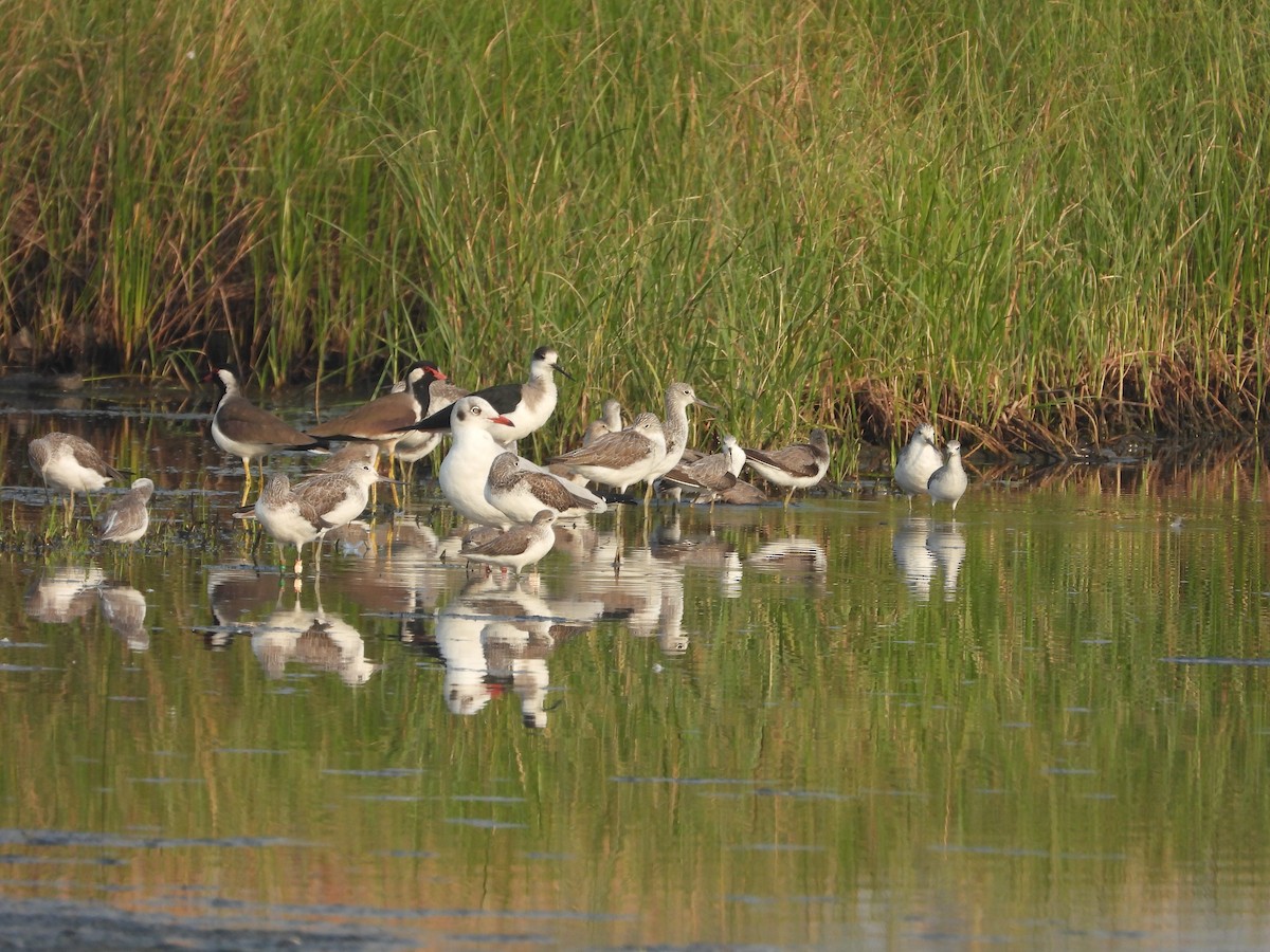 שחף חום-ראש - ML645153591