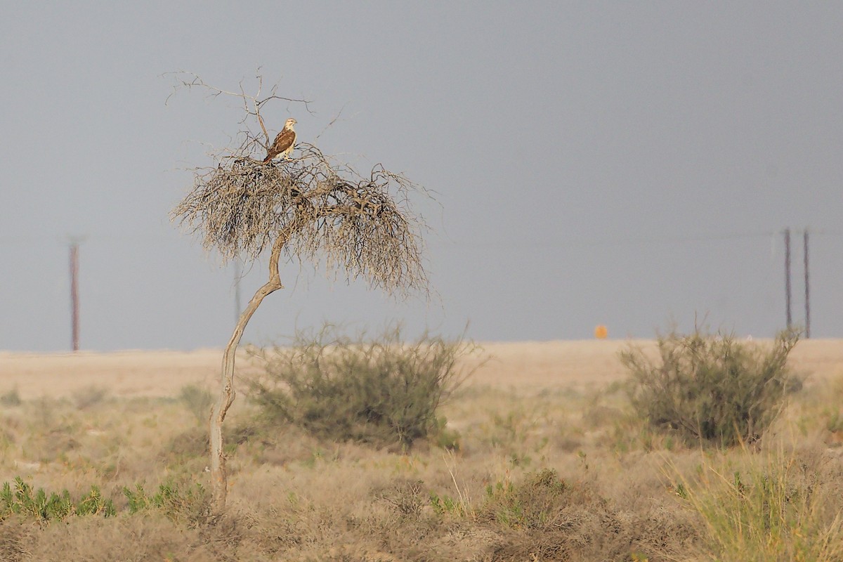 Курганник - ML645153593