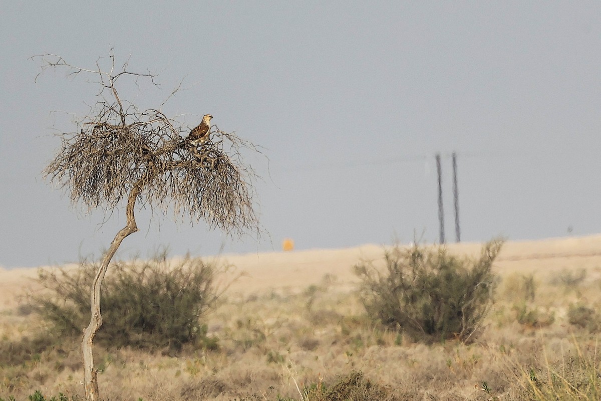 Курганник - ML645153594