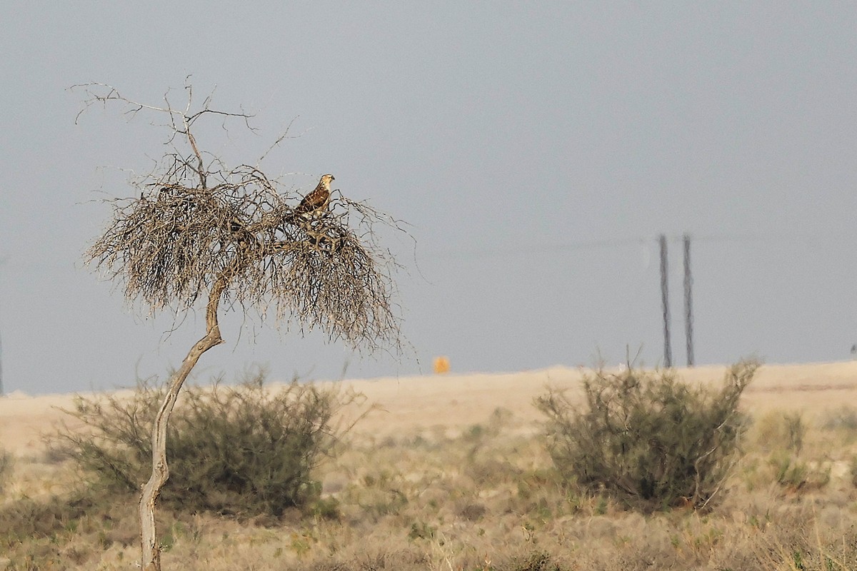 Курганник - ML645153595