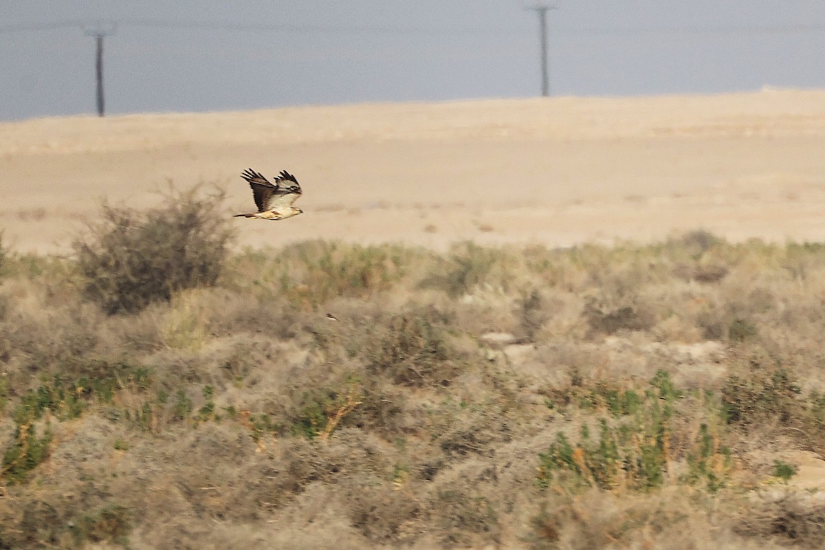 Курганник - ML645153596