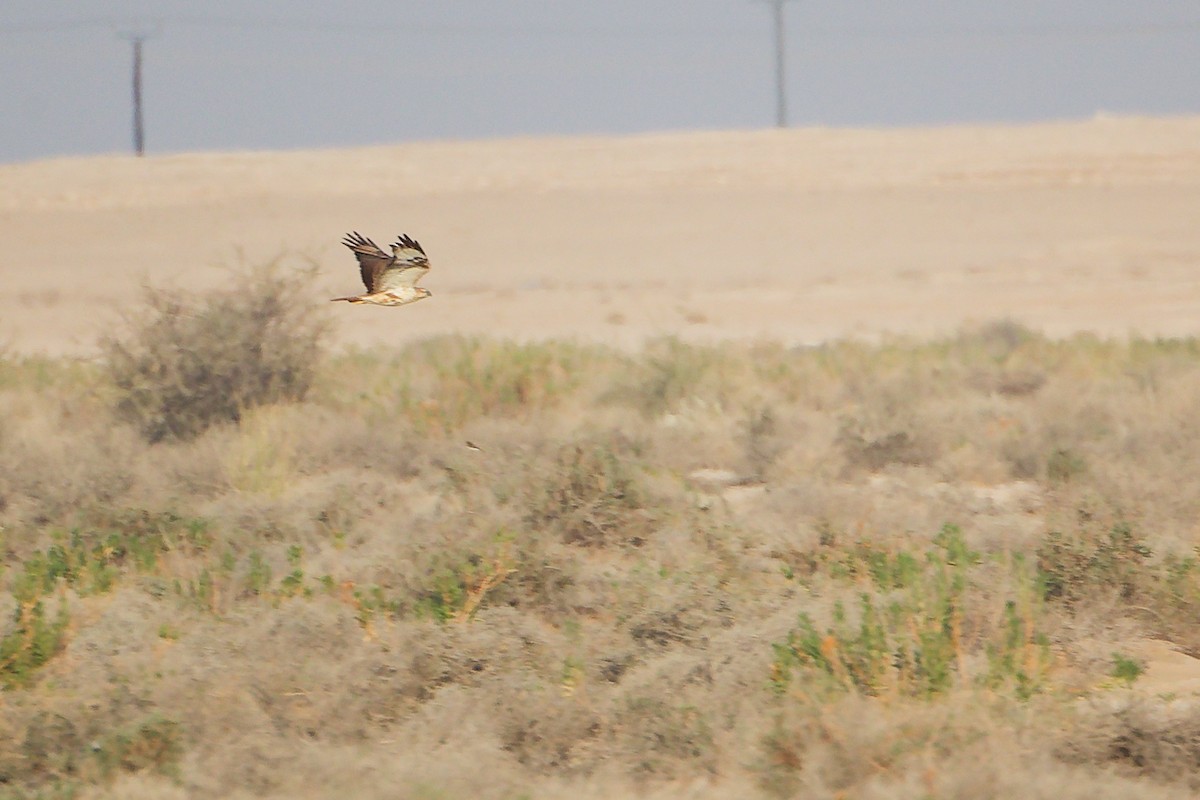 Курганник - ML645153597